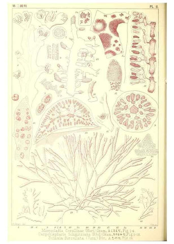 Reproducción/Reproduction 49673880801: Icones of Japanese algae.. Tokyo,Kazamashobo[1907-1942]. 