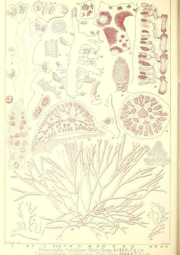 Reproducción/Reproduction 49673880801: Icones of Japanese algae.. Tokyo,Kazamashobo[1907-1942]. 