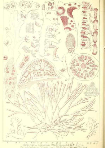 Reproducción/Reproduction 49673880801: Icones of Japanese algae.. Tokyo,Kazamashobo[1907-1942]. 