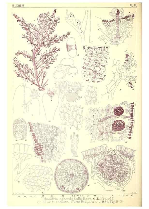 Reproducción/Reproduction 49673881076: Icones of Japanese algae.. Tokyo,Kazamashobo[1907-1942]. 