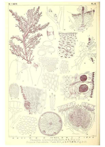 Reproducción/Reproduction 49673881076: Icones of Japanese algae.. Tokyo,Kazamashobo[1907-1942]. 