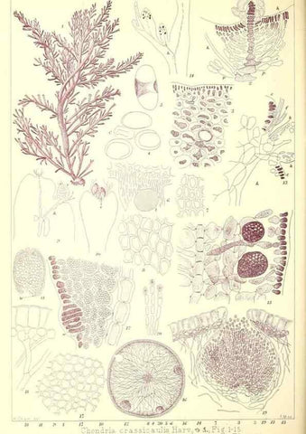 Reproducción/Reproduction 49673881076: Icones of Japanese algae.. Tokyo,Kazamashobo[1907-1942]. 
