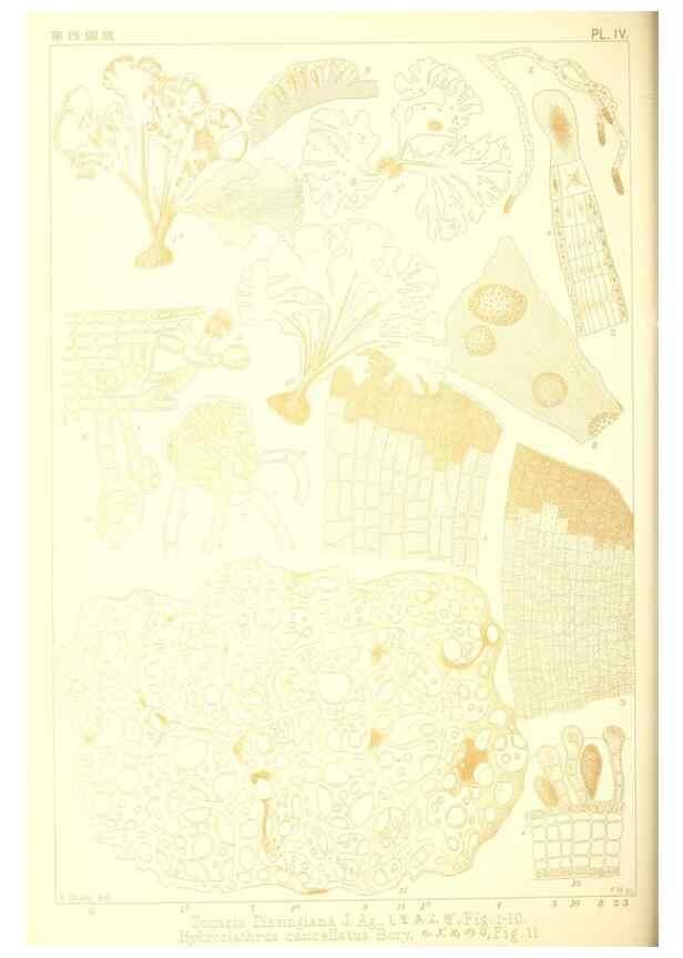 Reproducción/Reproduction 49673339248: Icones of Japanese algae.. Tokyo,Kazamashobo[1907-1942]. 