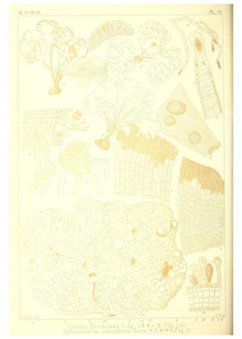 Reproducción/Reproduction 49673339248: Icones of Japanese algae.. Tokyo,Kazamashobo[1907-1942]. 