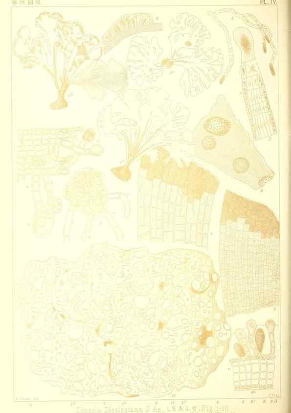 Reproducción/Reproduction 49673339248: Icones of Japanese algae.. Tokyo,Kazamashobo[1907-1942]. 
