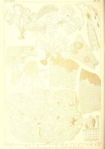 Reproducción/Reproduction 49673339248: Icones of Japanese algae.. Tokyo,Kazamashobo[1907-1942]. 