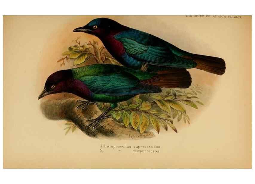 Reproducción/Reproduction 49655865221: The birds of Africa,. London,Published for the author by R.H. Porter (18 Princes Street, Cavendish Square, W.),1896-1912.. 