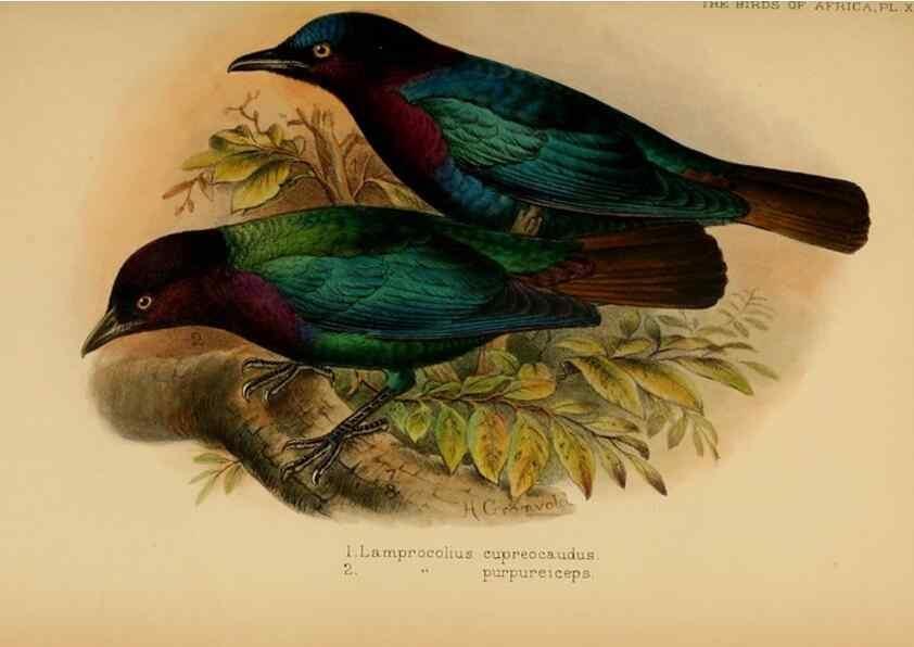 Reproducción/Reproduction 49655865221: The birds of Africa,. London,Published for the author by R.H. Porter (18 Princes Street, Cavendish Square, W.),1896-1912.. 