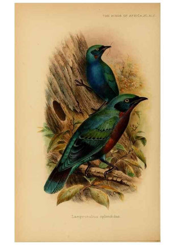Reproducción/Reproduction 49655864976: The birds of Africa,. London,Published for the author by R.H. Porter (18 Princes Street, Cavendish Square, W.),1896-1912.. 