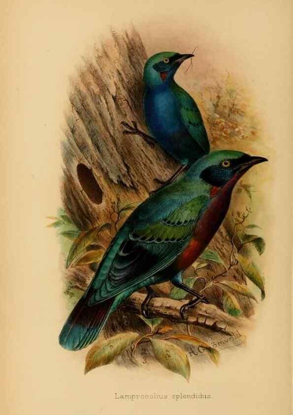 Reproducción/Reproduction 49655864976: The birds of Africa,. London,Published for the author by R.H. Porter (18 Princes Street, Cavendish Square, W.),1896-1912.. 