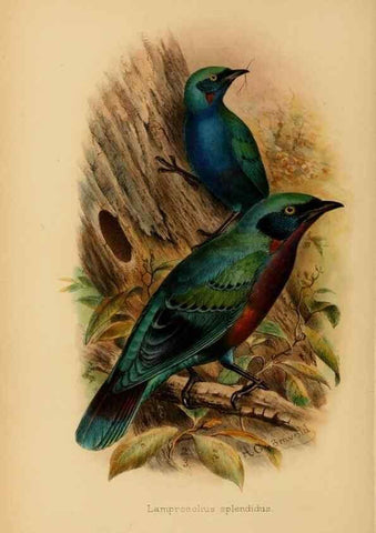Reproducción/Reproduction 49655864976: The birds of Africa,. London,Published for the author by R.H. Porter (18 Princes Street, Cavendish Square, W.),1896-1912.. 