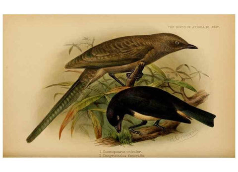 Reproducción/Reproduction 49655864716: The birds of Africa,. London,Published for the author by R.H. Porter (18 Princes Street, Cavendish Square, W.),1896-1912.. 