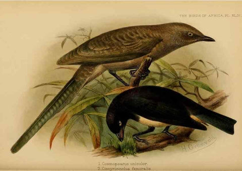 Reproducción/Reproduction 49655864716: The birds of Africa,. London,Published for the author by R.H. Porter (18 Princes Street, Cavendish Square, W.),1896-1912.. 