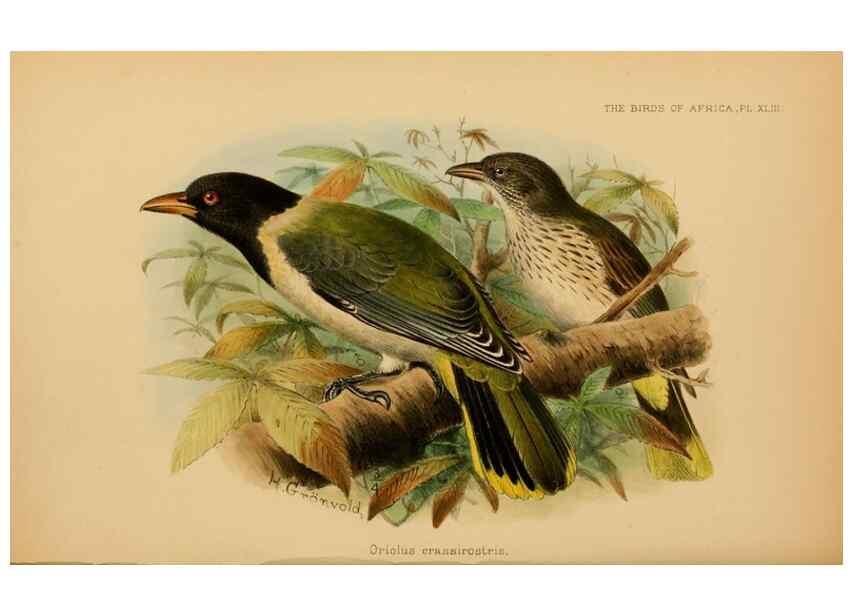 Reproducción/Reproduction 49655327128: The birds of Africa,. London,Published for the author by R.H. Porter (18 Princes Street, Cavendish Square, W.),1896-1912.. 