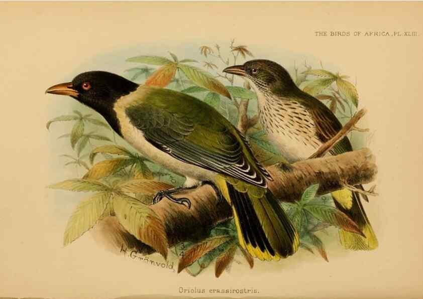 Reproducción/Reproduction 49655327128: The birds of Africa,. London,Published for the author by R.H. Porter (18 Princes Street, Cavendish Square, W.),1896-1912.. 