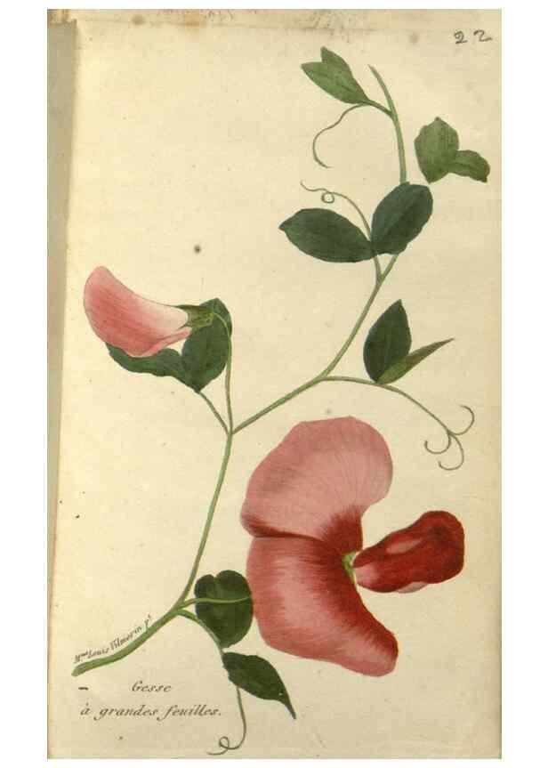 Reproducción/Reproduction 49647061728: Revue horticole.. Paris :Librairie agricole de la maison rustique,1829-1974.. 