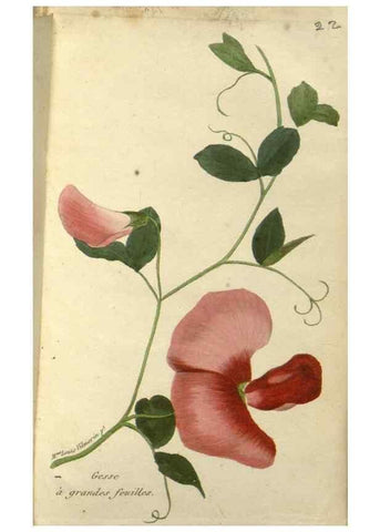 Reproducción/Reproduction 49647061728: Revue horticole.. Paris :Librairie agricole de la maison rustique,1829-1974.. 