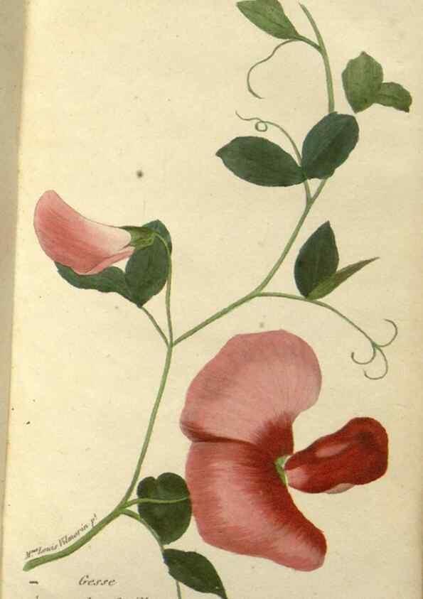 Reproducción/Reproduction 49647061728: Revue horticole.. Paris :Librairie agricole de la maison rustique,1829-1974.. 