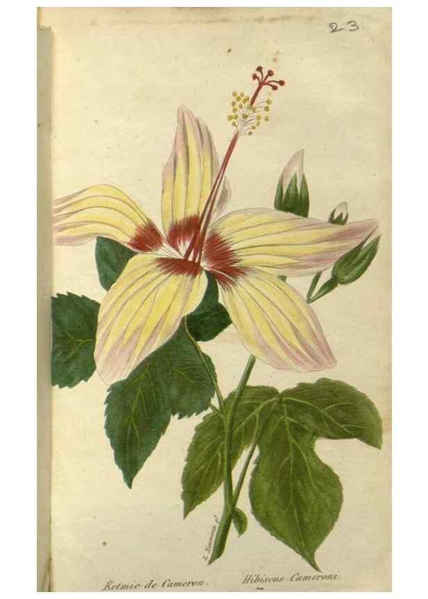 Reproducción/Reproduction 49647061933: Revue horticole.. Paris :Librairie agricole de la maison rustique,1829-1974.. 