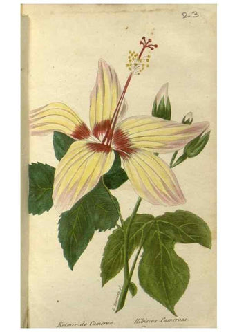 Reproducción/Reproduction 49647061933: Revue horticole.. Paris :Librairie agricole de la maison rustique,1829-1974.. 