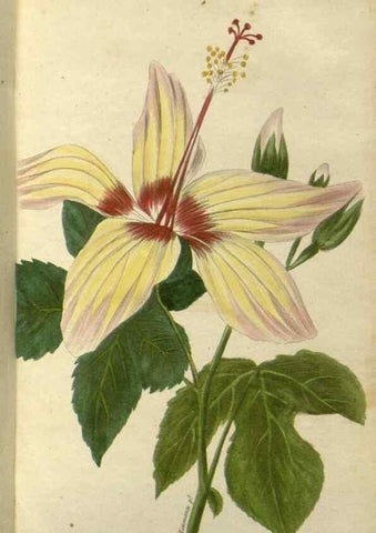 Reproducción/Reproduction 49647061933: Revue horticole.. Paris :Librairie agricole de la maison rustique,1829-1974.. 