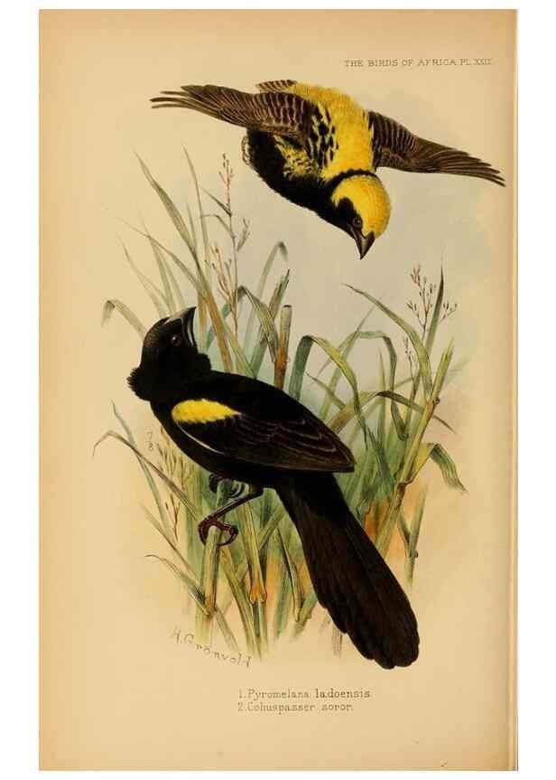 Reproducción/Reproduction 49655128826: The birds of Africa,. London,Published for the author by R.H. Porter (18 Princes Street, Cavendish Square, W.),1896-1912.. 