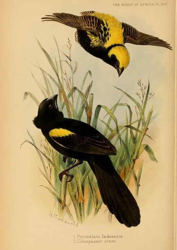 Reproducción/Reproduction 49655128826: The birds of Africa,. London,Published for the author by R.H. Porter (18 Princes Street, Cavendish Square, W.),1896-1912.. 