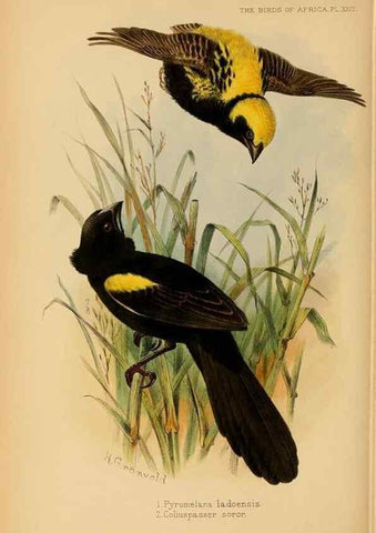 Reproducción/Reproduction 49655128826: The birds of Africa,. London,Published for the author by R.H. Porter (18 Princes Street, Cavendish Square, W.),1896-1912.. 