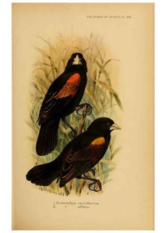 Reproducción/Reproduction 49654591133: The birds of Africa,. London,Published for the author by R.H. Porter (18 Princes Street, Cavendish Square, W.),1896-1912.. 