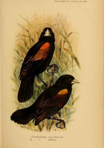 Reproducción/Reproduction 49654591133: The birds of Africa,. London,Published for the author by R.H. Porter (18 Princes Street, Cavendish Square, W.),1896-1912.. 
