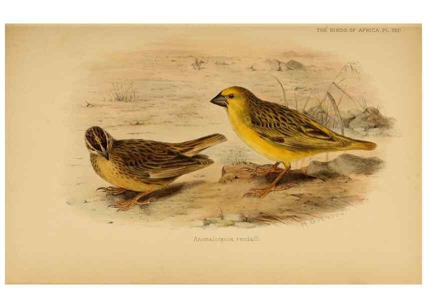 Reproducción/Reproduction 49655129331: The birds of Africa,. London,Published for the author by R.H. Porter (18 Princes Street, Cavendish Square, W.),1896-1912.. 