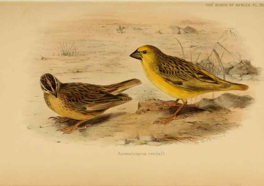 Reproducción/Reproduction 49655129331: The birds of Africa,. London,Published for the author by R.H. Porter (18 Princes Street, Cavendish Square, W.),1896-1912.. 