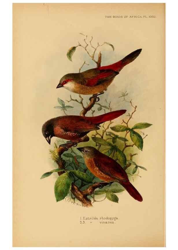 Reproducción/Reproduction 49655129576: The birds of Africa,. London,Published for the author by R.H. Porter (18 Princes Street, Cavendish Square, W.),1896-1912.. 