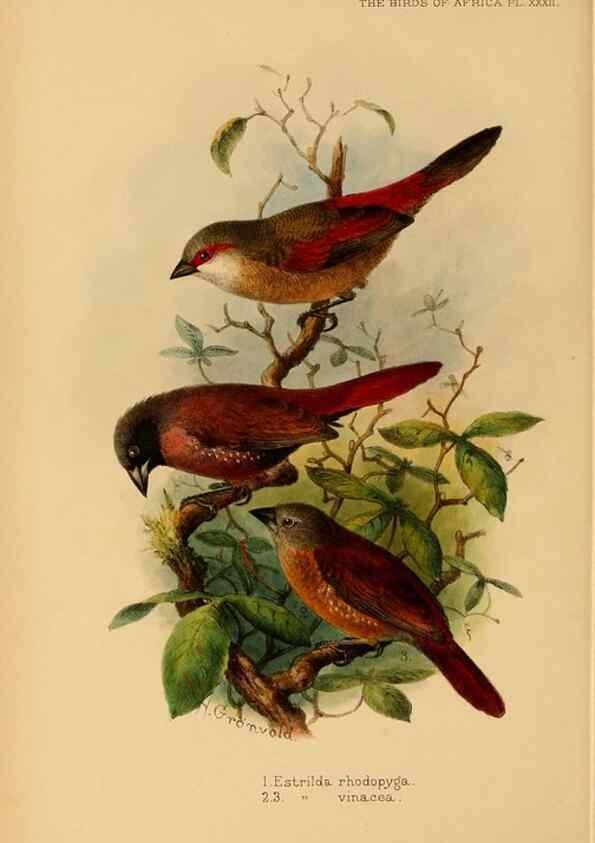 Reproducción/Reproduction 49655129576: The birds of Africa,. London,Published for the author by R.H. Porter (18 Princes Street, Cavendish Square, W.),1896-1912.. 