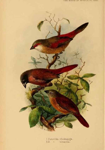 Reproducción/Reproduction 49655129576: The birds of Africa,. London,Published for the author by R.H. Porter (18 Princes Street, Cavendish Square, W.),1896-1912.. 
