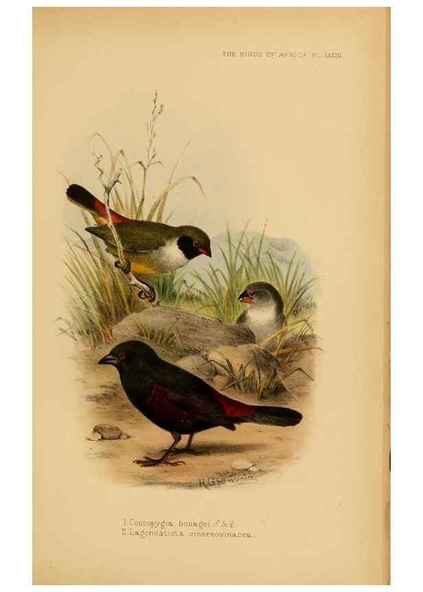 Reproducción/Reproduction 49655129796: The birds of Africa,. London,Published for the author by R.H. Porter (18 Princes Street, Cavendish Square, W.),1896-1912.. 