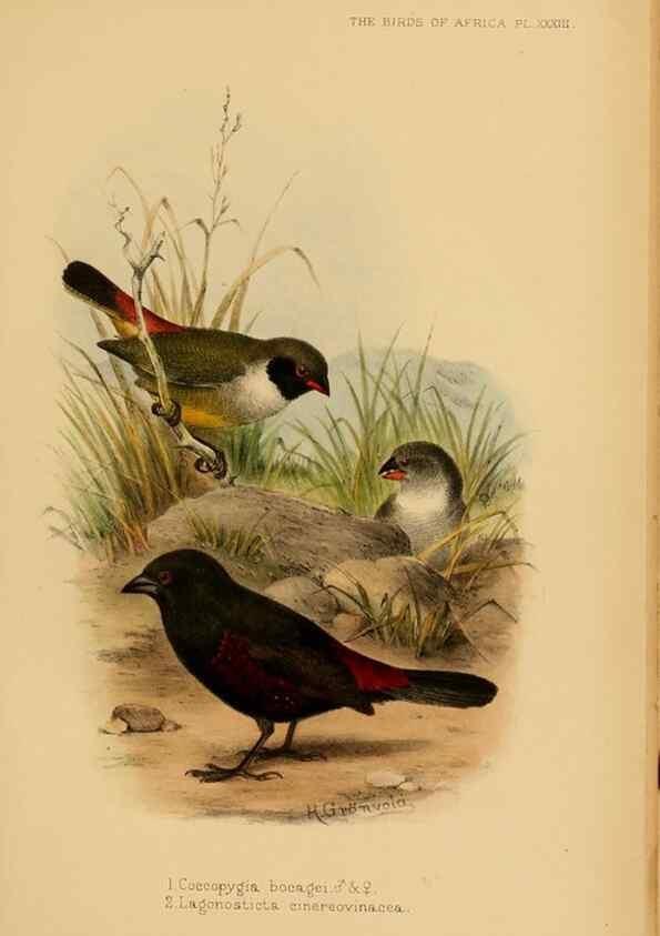 Reproducción/Reproduction 49655129796: The birds of Africa,. London,Published for the author by R.H. Porter (18 Princes Street, Cavendish Square, W.),1896-1912.. 