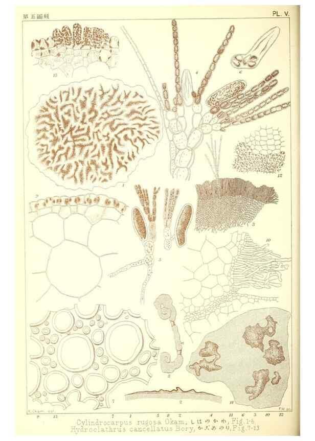 Reproducción/Reproduction 49673339488: Icones of Japanese algae.. Tokyo,Kazamashobo[1907-1942]. 