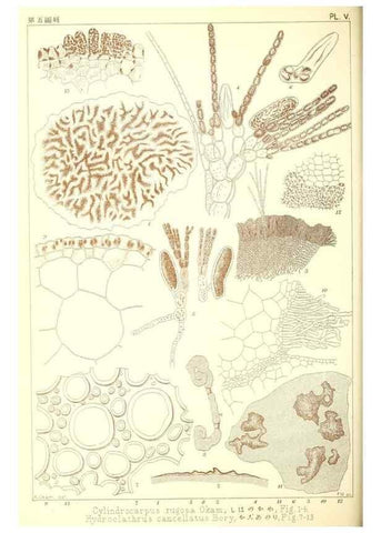 Reproducción/Reproduction 49673339488: Icones of Japanese algae.. Tokyo,Kazamashobo[1907-1942]. 
