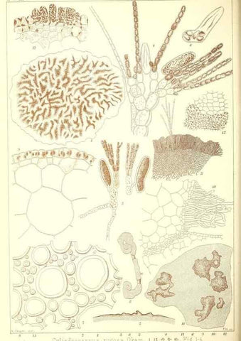 Reproducción/Reproduction 49673339488: Icones of Japanese algae.. Tokyo,Kazamashobo[1907-1942]. 