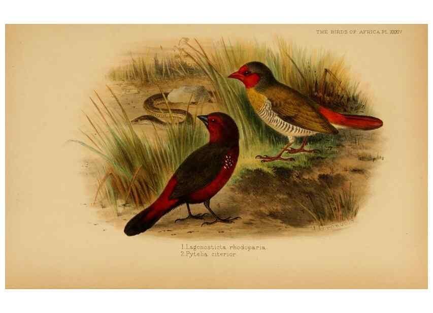 Reproducción/Reproduction 49655130091: The birds of Africa,. London,Published for the author by R.H. Porter (18 Princes Street, Cavendish Square, W.),1896-1912.. 