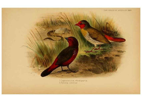Reproducción/Reproduction 49655130091: The birds of Africa,. London,Published for the author by R.H. Porter (18 Princes Street, Cavendish Square, W.),1896-1912.. 