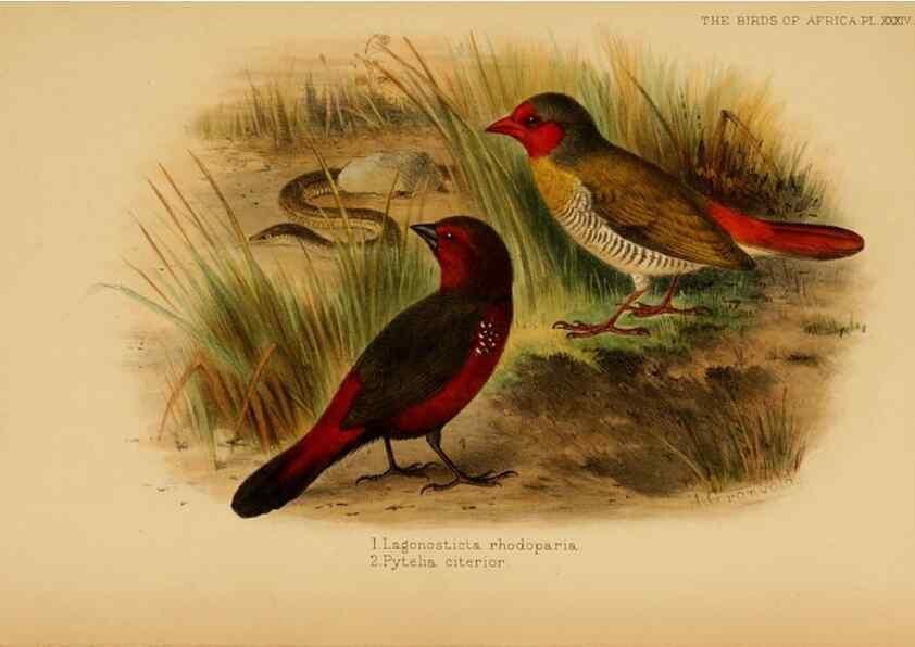 Reproducción/Reproduction 49655130091: The birds of Africa,. London,Published for the author by R.H. Porter (18 Princes Street, Cavendish Square, W.),1896-1912.. 