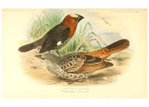 Reproducción/Reproduction 49654671538: The birds of Africa,. London,Published for the author by R.H. Porter (18 Princes Street, Cavendish Square, W.),1896-1912.. 