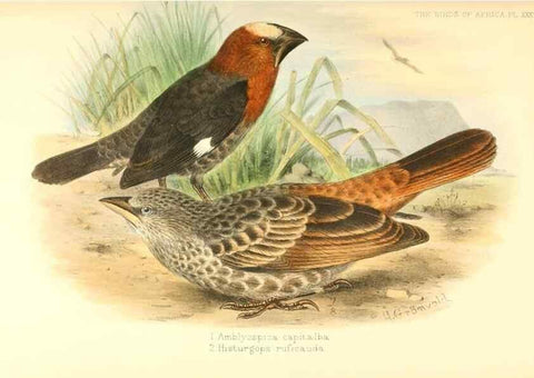 Reproducción/Reproduction 49654671538: The birds of Africa,. London,Published for the author by R.H. Porter (18 Princes Street, Cavendish Square, W.),1896-1912.. 