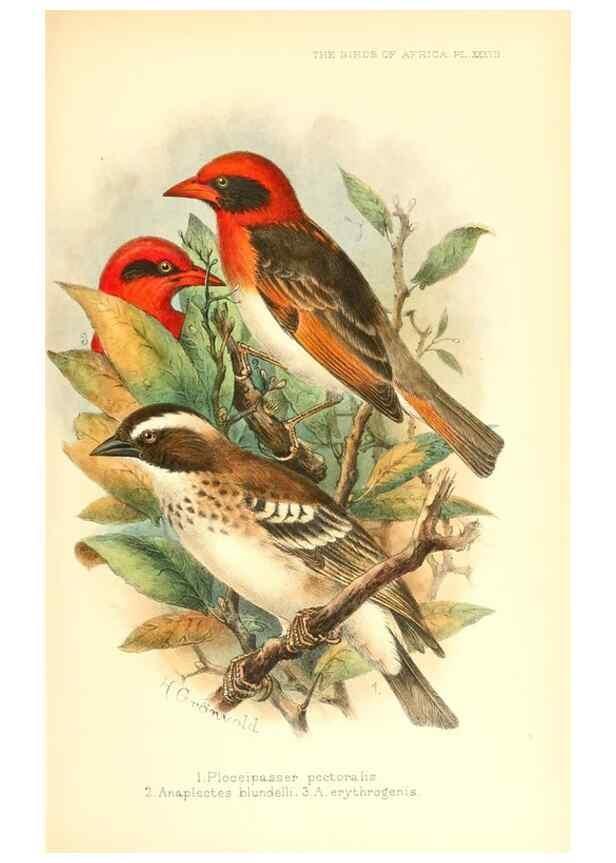 Reproducción/Reproduction 49654671913: The birds of Africa,. London,Published for the author by R.H. Porter (18 Princes Street, Cavendish Square, W.),1896-1912.. 