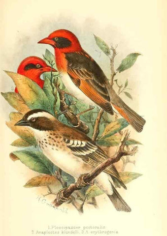 Reproducción/Reproduction 49654671913: The birds of Africa,. London,Published for the author by R.H. Porter (18 Princes Street, Cavendish Square, W.),1896-1912.. 