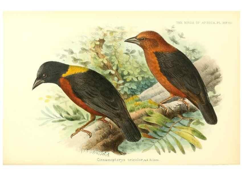 Reproducción/Reproduction 49655489537: The birds of Africa,. London,Published for the author by R.H. Porter (18 Princes Street, Cavendish Square, W.),1896-1912.. 