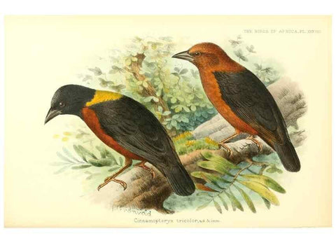 Reproducción/Reproduction 49655489537: The birds of Africa,. London,Published for the author by R.H. Porter (18 Princes Street, Cavendish Square, W.),1896-1912.. 