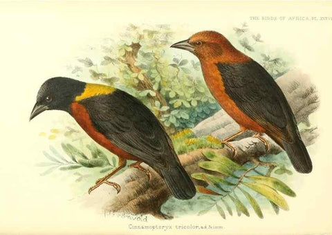 Reproducción/Reproduction 49655489537: The birds of Africa,. London,Published for the author by R.H. Porter (18 Princes Street, Cavendish Square, W.),1896-1912.. 